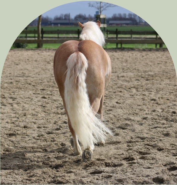PaardencoachHolland PaardencoachHolland