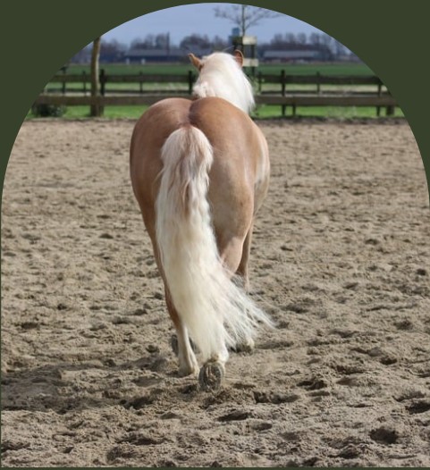 PaardencoachHolland PaardencoachHolland