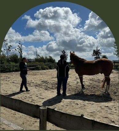 PaardencoachHolland PaardencoachHolland