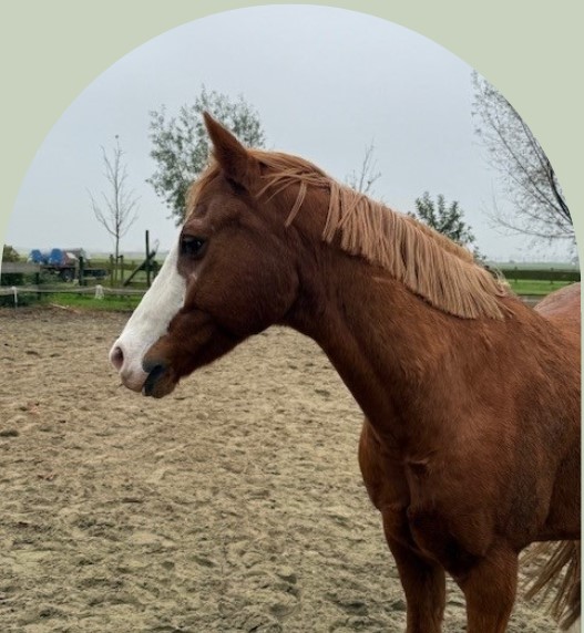 PaardencoachHolland PaardencoachHolland
