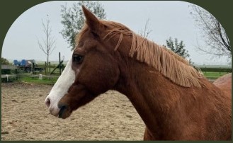 PaardencoachHolland PaardencoachHolland