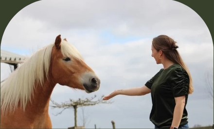 PaardencoachHolland PaardencoachHolland