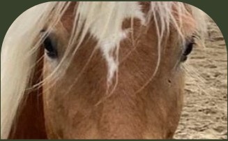 PaardencoachHolland PaardencoachHolland