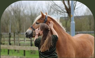 PaardencoachHolland PaardencoachHolland