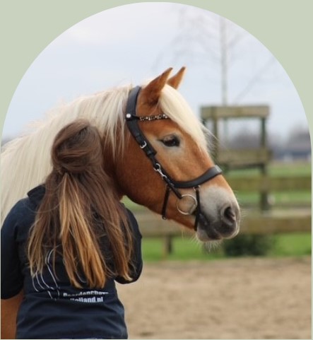 PaardencoachHolland PaardencoachHolland
