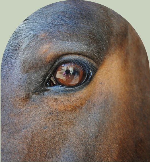 PaardencoachHolland PaardencoachHolland