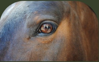 PaardencoachHolland PaardencoachHolland