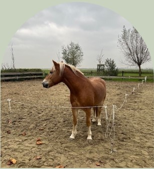 PaardencoachHolland PaardencoachHolland