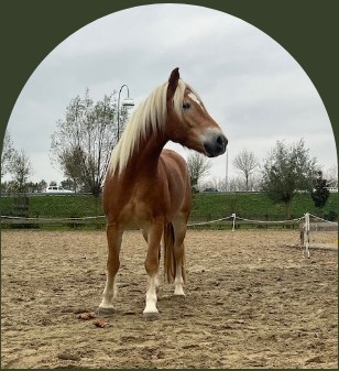 PaardencoachHolland PaardencoachHolland