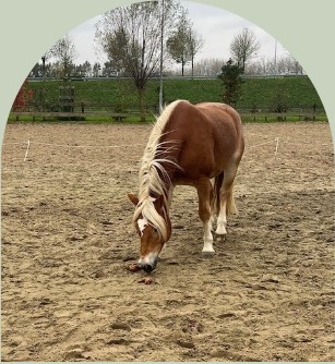 PaardencoachHolland PaardencoachHolland
