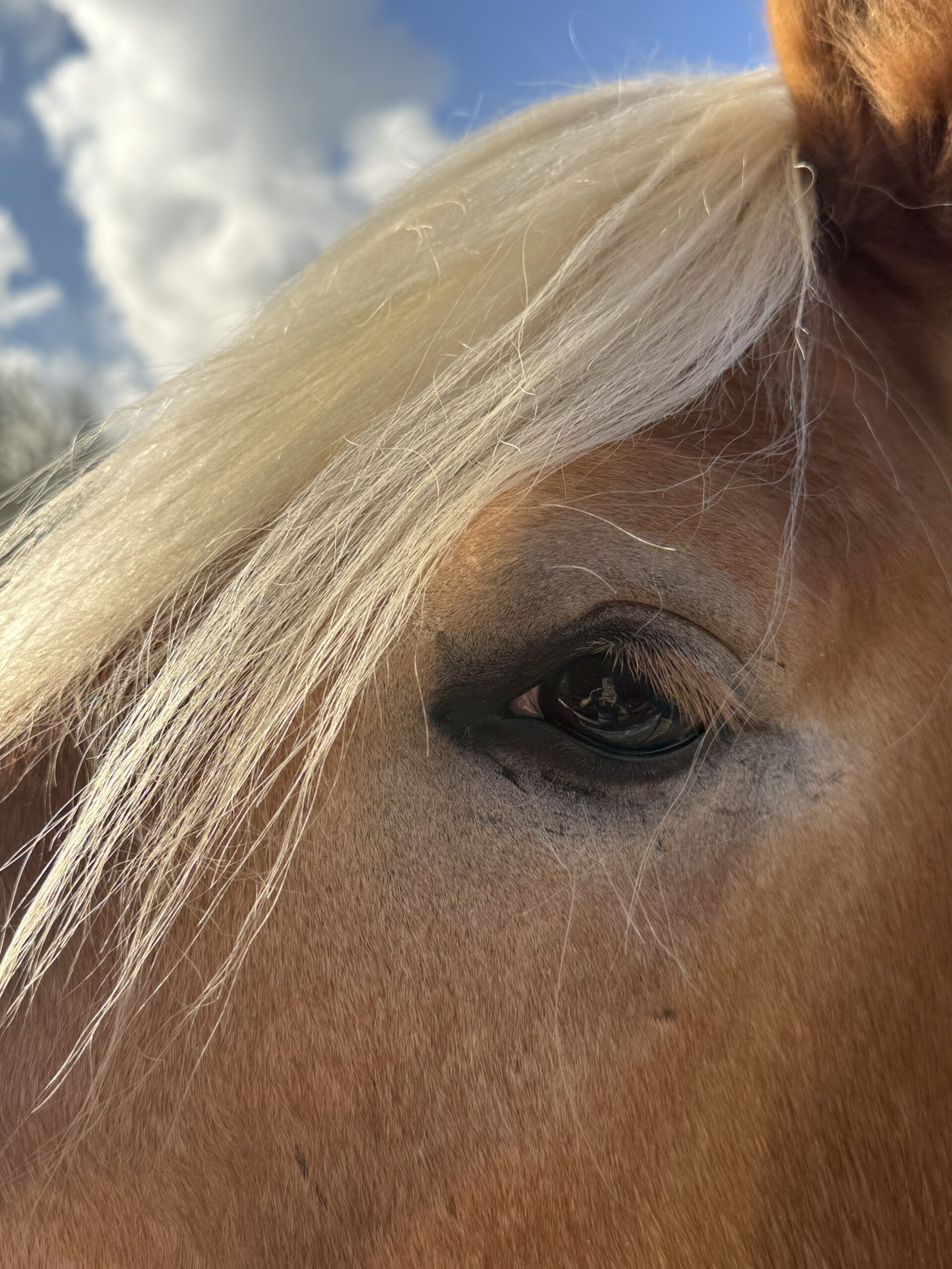 Whisper - Paardencoaching- ik zie je